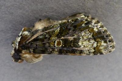 <i>Craniophora ligustri</i>