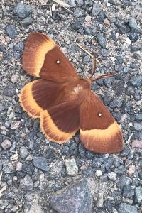 <i>Lasiocampa quercus</i>