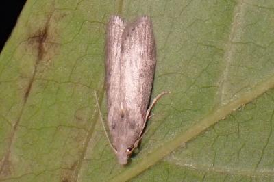 <i>Lamoria anella</i>