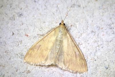 <i>Ostrinia nubilalis</i>