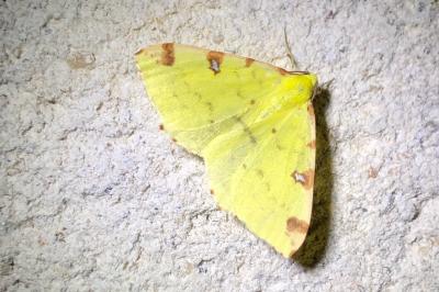<i>Opisthograptis luteolata</i>