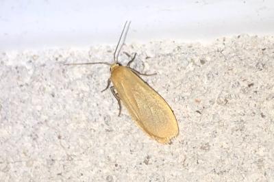 <i>Wittia sororcula</i>