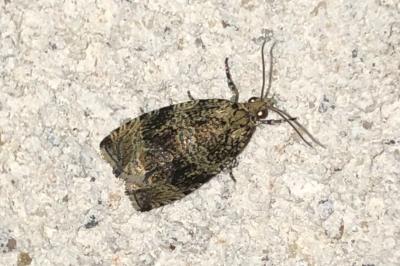 <i>Celypha lacunana</i>