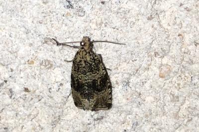 <i>Celypha lacunana</i>