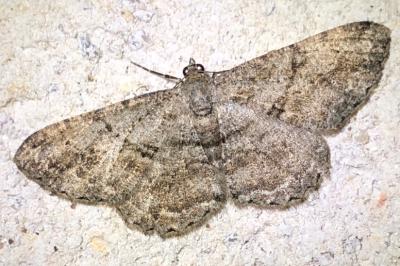 <i>Peribatodes rhomboidaria</i>
