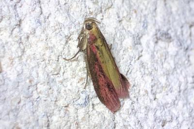 <i>Oncocera semirubella</i>
