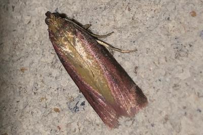 <i>Oncocera semirubella</i>