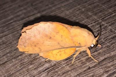 <i>Gastropacha quercifolia</i>