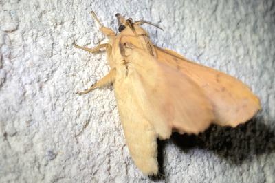 <i>Gastropacha quercifolia</i>