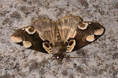 <i>Thyatira batis</i>
