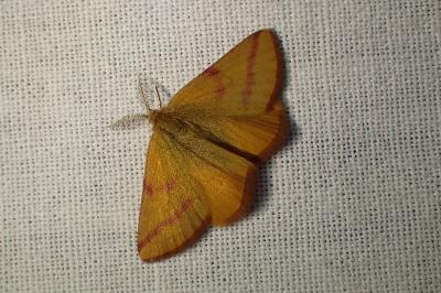 <i>Lythria purpuraria</i>