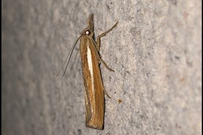 <i>Agriphila tristella</i>