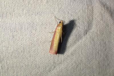 <i>Oncocera semirubella</i>