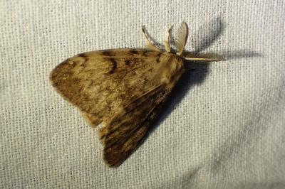 <i>Lymantria dispar</i>