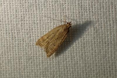 <i>Helcystogramma lutatella</i>