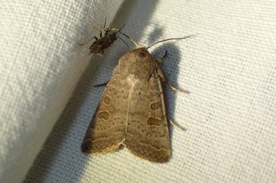 <i>Hoplodrina ambigua</i>