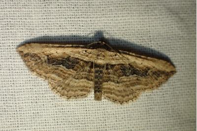 <i>Horisme vitalbata</i>