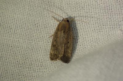 <i>Proxenus hospes</i>