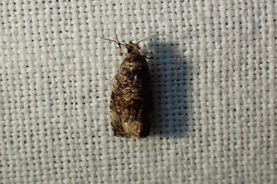 <i>Endothenia</i>