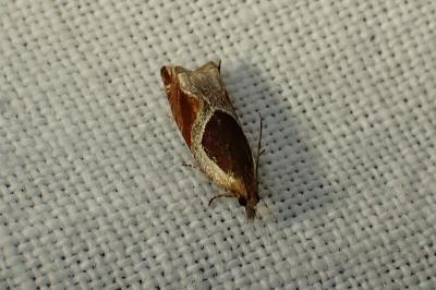 <i>Ancylis unculana</i>