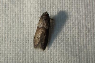 <i>Blastobasis</i>