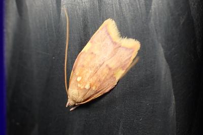 <i>Carcina quercana</i>