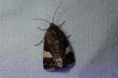 <i>Tyta luctuosa</i>