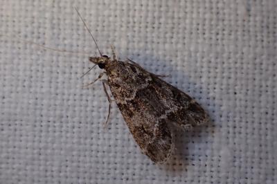<i>Eudonia mercurella</i>