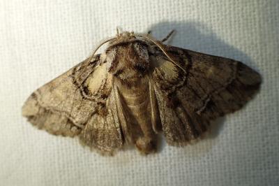 <i>Drymonia velitaris</i>