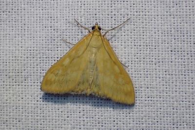 <i>Sitochroa verticalis</i>