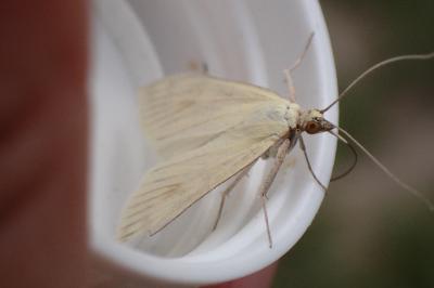<i>Sitochroa palealis</i>