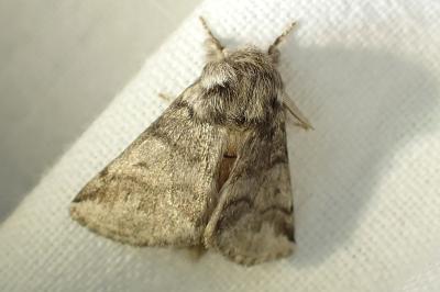 <i>Thaumetopoea processionea</i>