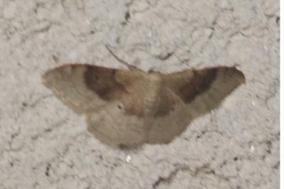 <i>Idaea degeneraria</i>