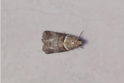 <i>Acrobasis tumidana</i>