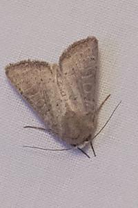 <i>Hoplodrina ambigua</i>
