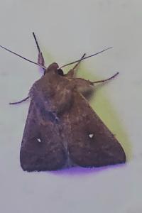 <i>Mythimna albipuncta</i>