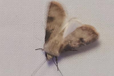 <i>Agrotis puta</i>