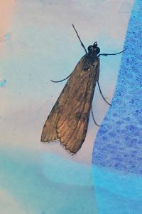 <i>Nomophila noctuella</i>