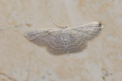 <i>Idaea subsericeata</i>