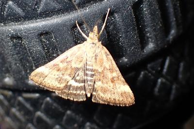 <i>Pyrausta despicata</i>
