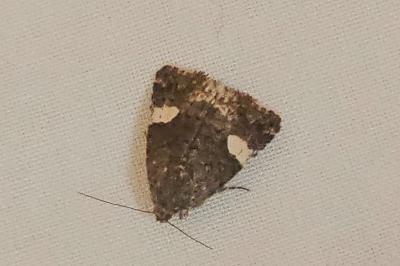 <i>Tyta luctuosa</i>