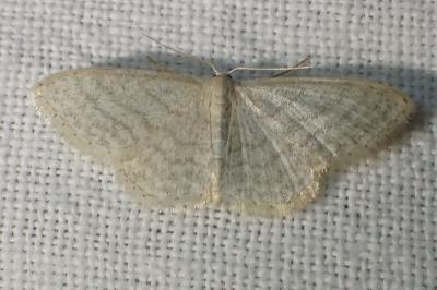 <i>Idaea subsericeata</i>