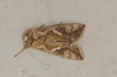 <i>Chrysodeixis chalcites</i>