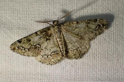 <i>Cleorodes lichenaria</i>