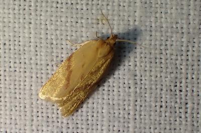 <i>Clepsis pallidana</i>