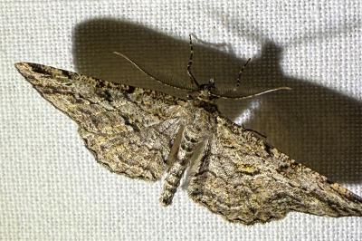 <i>Peribatodes rhomboidaria</i>