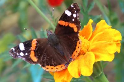 <i>Vanessa atalanta</i>