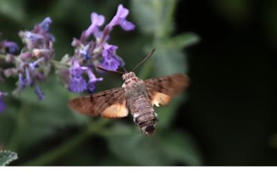 Macroglossum stellatarum