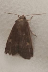 <i>Xestia xanthographa</i>