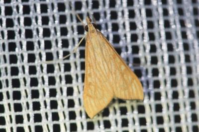 <i>Antigastra catalaunalis</i>